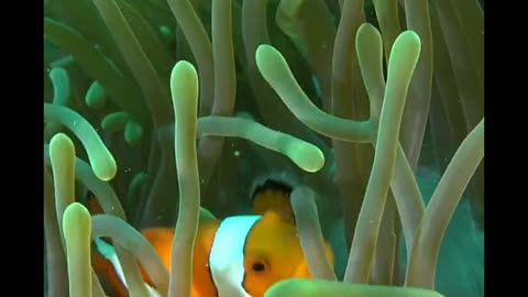 Clownfish Fun Fact