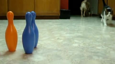 Golden Retriever puppy learns to bowl