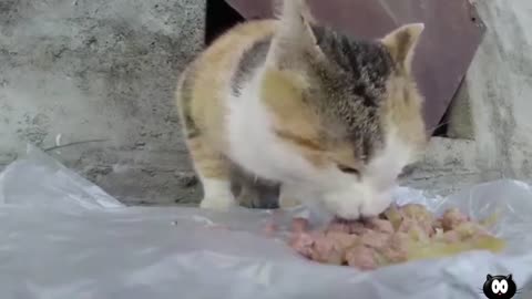 Stray rescued cat eats first meal