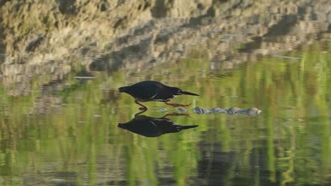 Green Heron: The Most Patient Bird in the World?