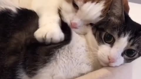 Two cute cats in love