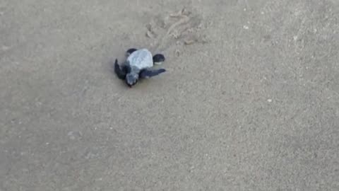 Morthan 100 turtle hatchlings released in to the gulf of mannar