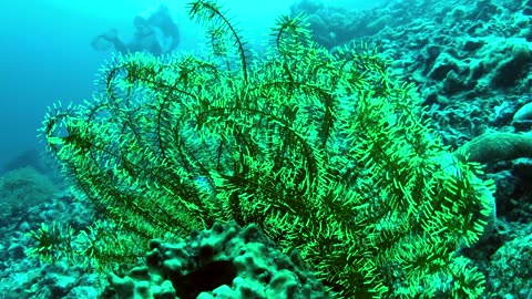 A brightly coloured feather star in the coral reef - no sound