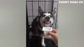 Funniest Animals Video - Funny Dogs And Cats - Try Not To Laugh Animals 2022