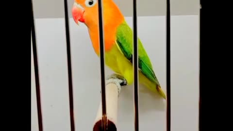 Name this bird