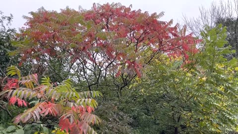 Rhus Typhina, Staghorn Sumac Cold Hardy Native Shrub Tree