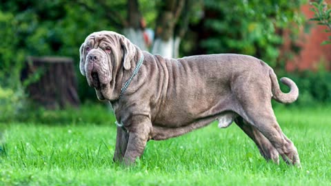 Facts About Neapolitan Mastiff