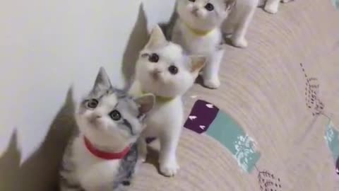 Kitty & Friends | Cute Kitten | The Most Perfect Friendship