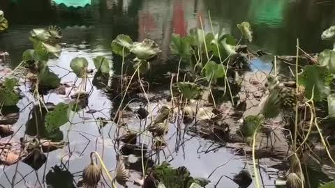 Lotus and weeping willows on the river