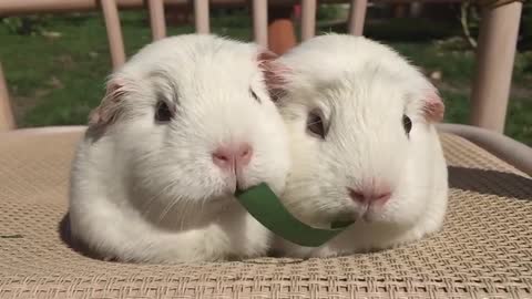 Guinea Pigs Play Tug-of-War With Blade of Grass 1