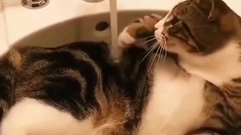 Funny cat