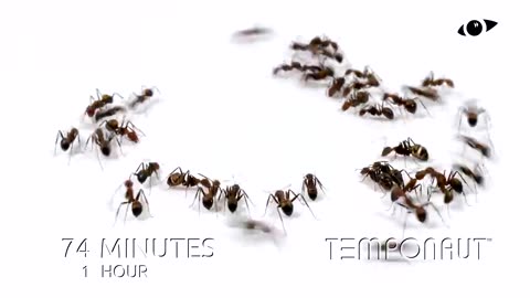 Ants Drinking Water Time-Lapse