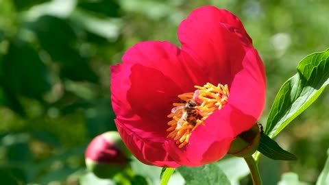 Flower peony bee free stock video