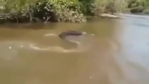 Anaconda found