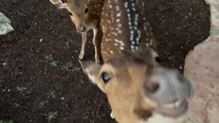 Happy Deer