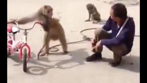 Funniest Monkey - cute and funny monkey videos