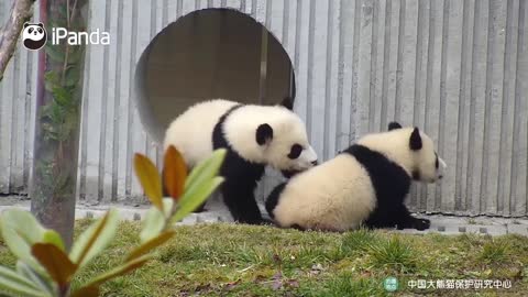 I can't tell if the panda babies are strutting or waddling