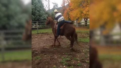 Chute de Cheval _ Essayer de ne pas rire 2023 _ Vidéo Drôle à Mourir de Rire _ Fail à Cheval