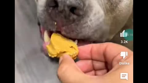 HUSBAND EATS A DOG TREAT