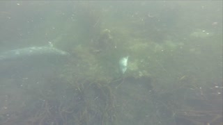 Sleeping Seal Pup - Kayak Vancouver Island