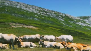 cows grazing