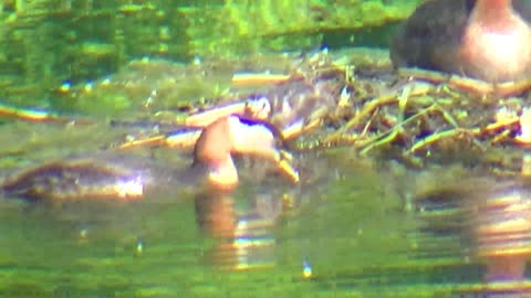 "Red Necked Grebe Family"