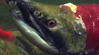The Zombie Salmon Fish