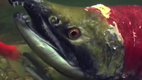 The Zombie Salmon Fish