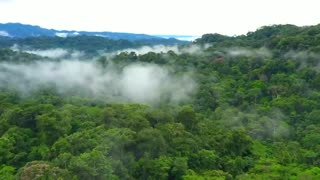 AMAZON RAIN FOREST: Nature Sounds of Rain Forest