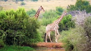 Wildlife Animals | Safari Moments | Forest |