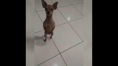 little dog dancing