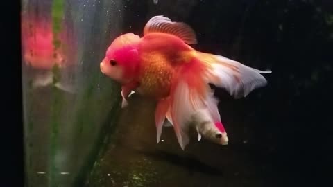 Red Oranda and buddies