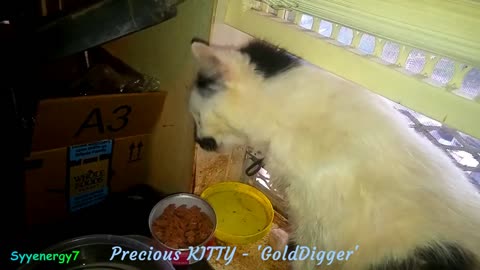 Colostrum LD Update, Healing Precious KITTY MAY 25, 2019