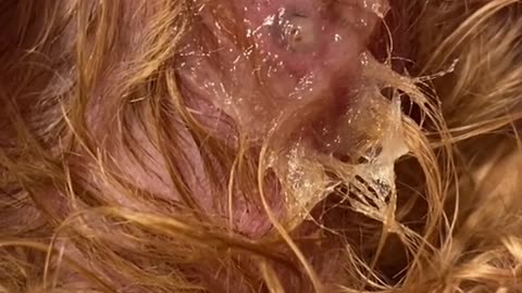 Crazy botfly on a poor doggy