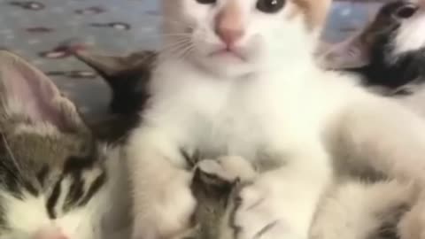 AMAZING FUNNY CATS