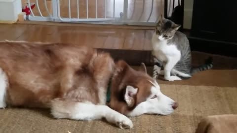 Husky and bully cat