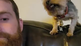 Dog Gives Weird Kisses