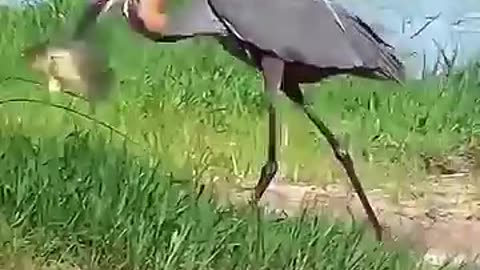 Eagle vs Heron
