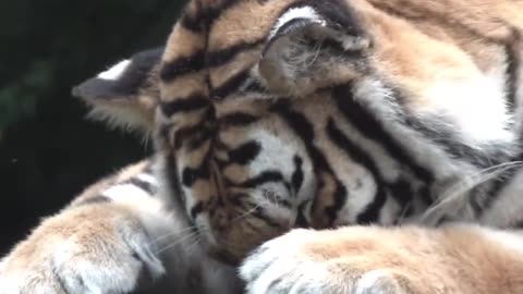 The tiger is shy