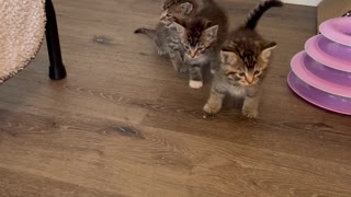 Ginger the Pitbull Is the Best Foster Mom to Kittens