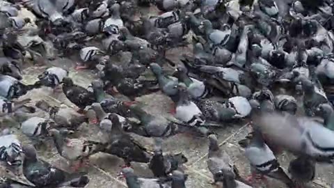 City Pigeon Piazza: Flock Feeding on Urban Pavement
