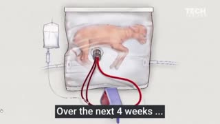 An artificial womb that successfully grew a baby lamb.