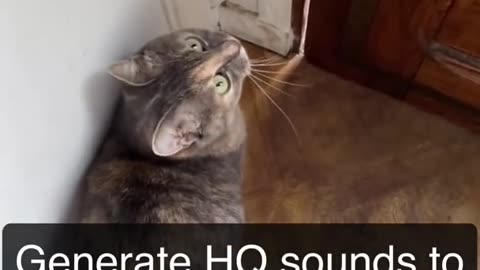 Sounds that attract a cute cat!!! Funny kitty