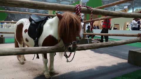 Little horse pony at the exhibition in Doha Exhibition and Convention Centre, Qatar