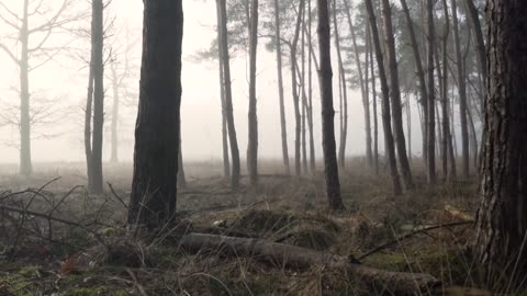 Forest Trees on a Misty Morning