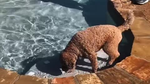 A Dog swimming in Swimming Pool