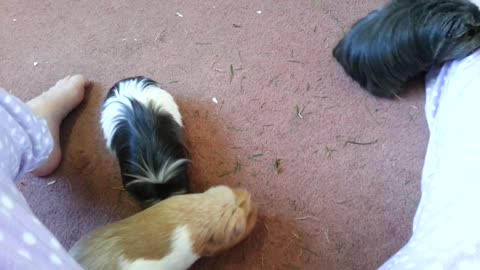 Nikki's guinea pigs popcorning after eating grass