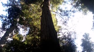 Redwood Forest