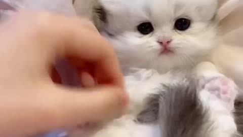 I really Love kittens! They are so cute and lovely 🥰🥰🥰🥰🥰🥰🥰