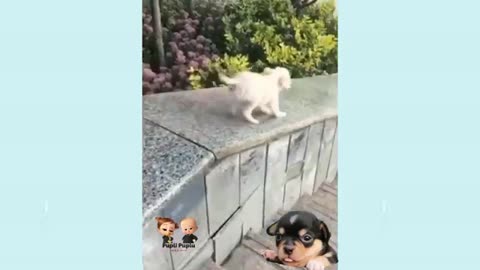 Puppies are Cute and Funny